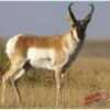 DURA Mesh Archery Target Antelope 25"X32"