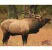 DURA Mesh Archery Target BUGLING Elk 25"X32"