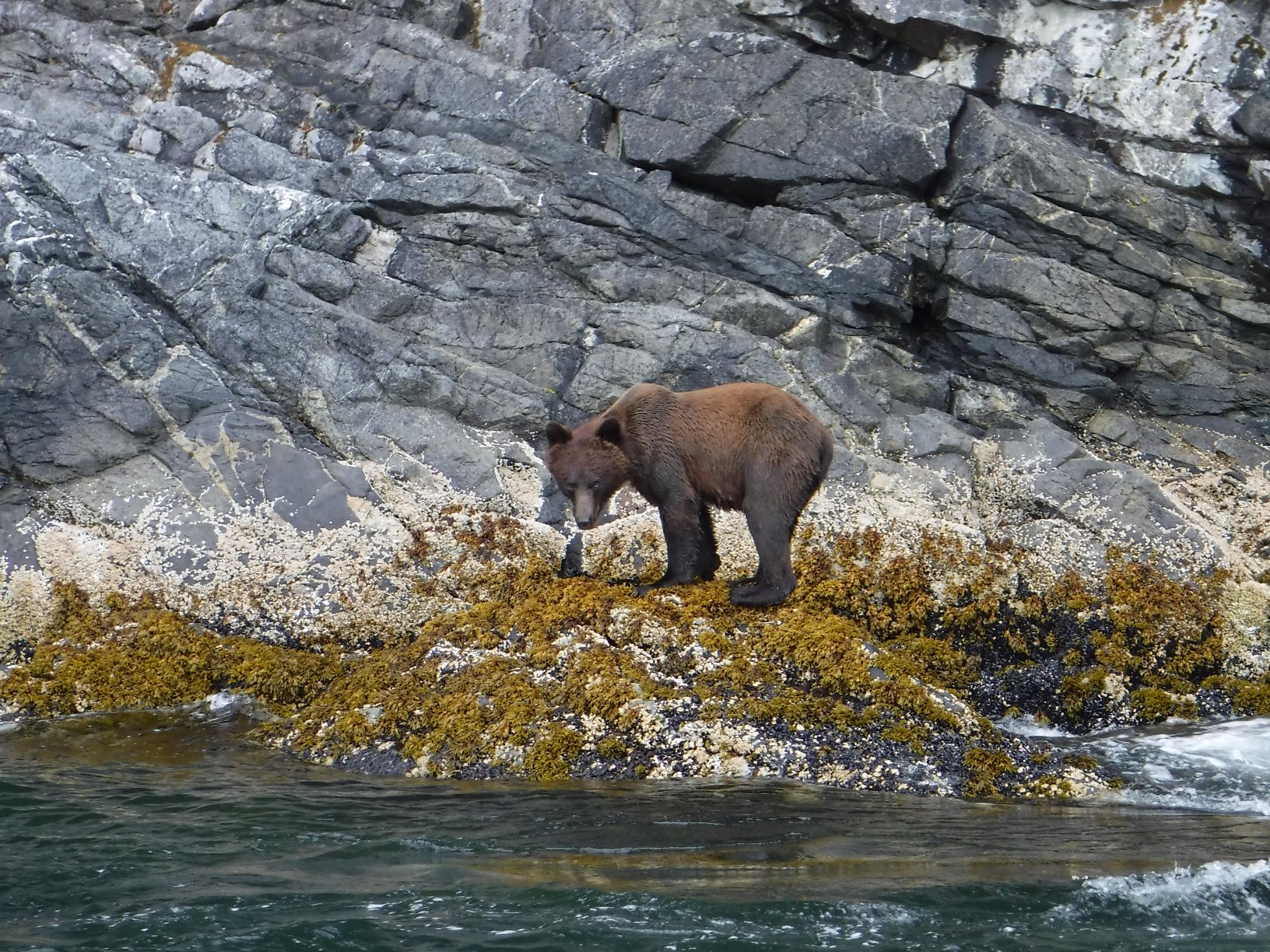 : You never know what you might see at Rivers Inlet. Marine mammals are common, but this young grizzly bear was caught at low tide scavenging along the kelp line.