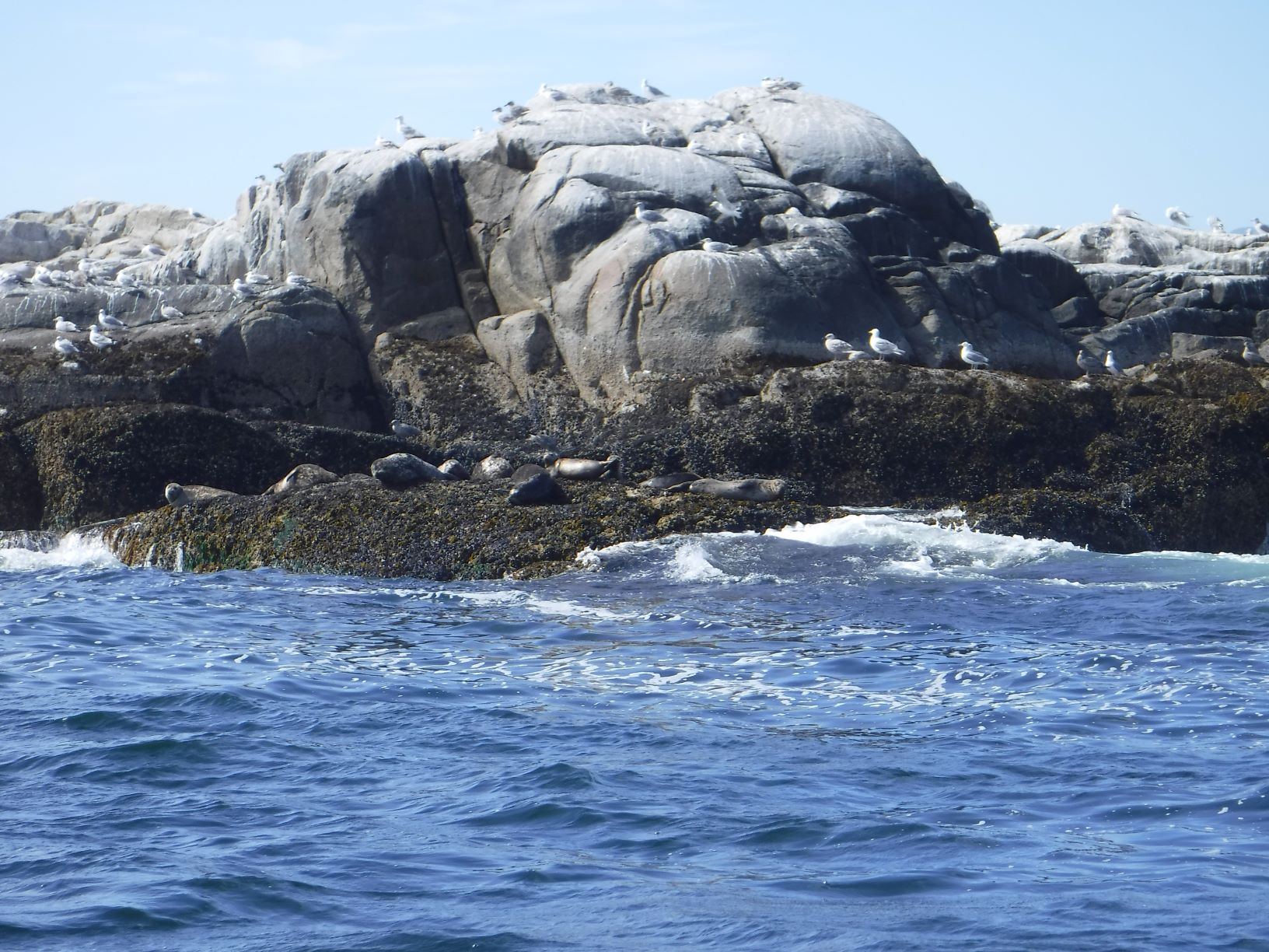 : Rivers Inlet is a paradise for marine mammals. Whales and orcas are usually seen, and some of the rocky islands are favorite hauling-out places for seals and sea lions.