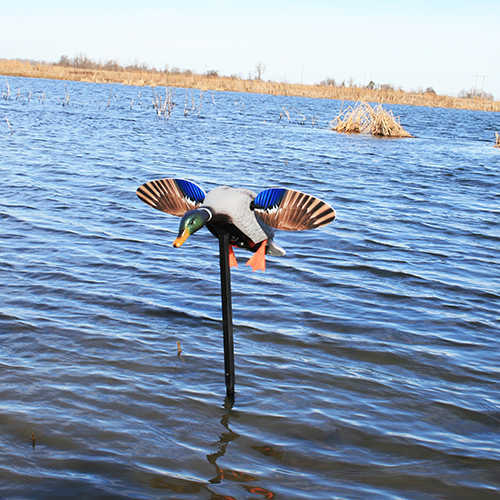 MOJO Elite Series Spinning Wing Motion Decoy - Mini Mallard Drake