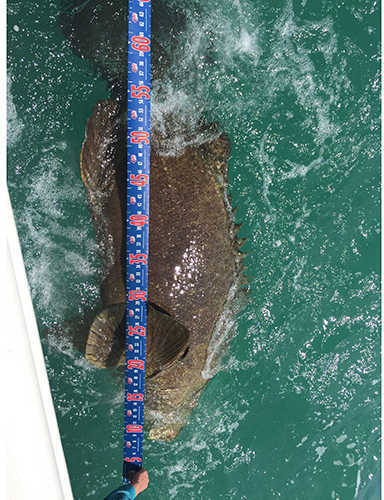 Cuda 120 inch Fish Measure
