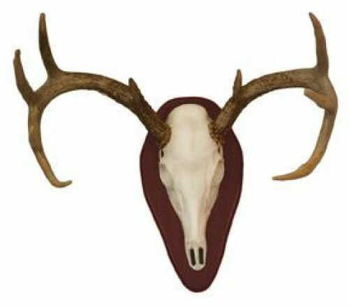 Hunter's Specialties Euro Half Skull Deer Mounting Kit 01637