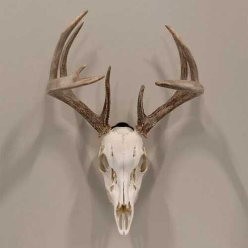 Allen EZ Mount Skull Peg Hook Black