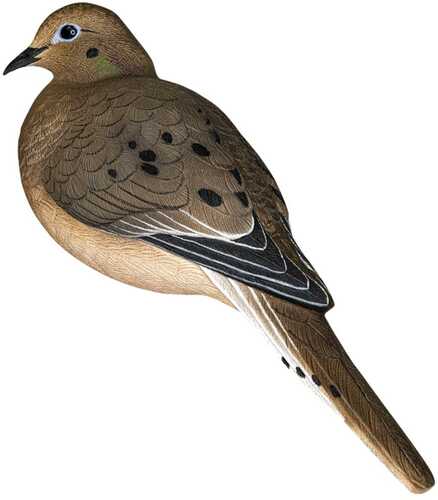 Avian APX Full Body Dove Decoys 6/ct