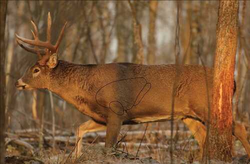 Birchwood Casey Eze-Scorer Targets Whitetail Deer 23"x35" 2/Pack