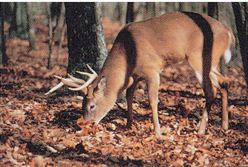 Delta Tru-Life Eastern Series Large Game - Deer Finding