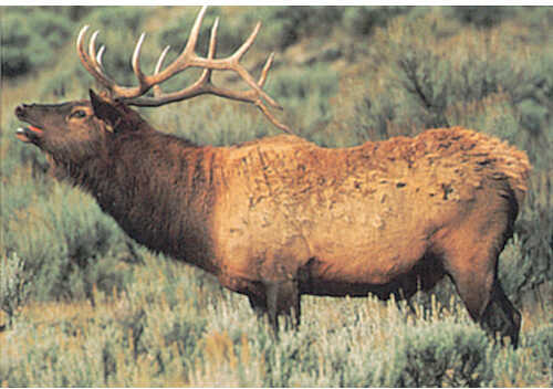 Delta Tru-Life Western Series Large Game - Elk