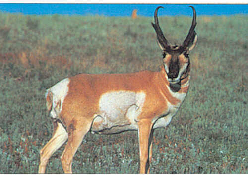 Delta Tru-Life Western Series Large Game - Antelope