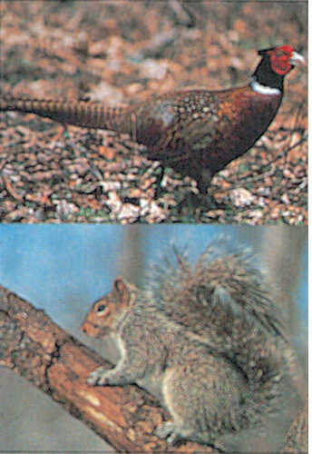 Delta Tru-Life Western Series Small Game - Pheasant/Squirrel
