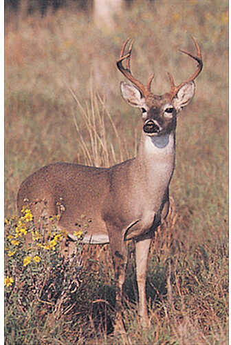 Delta Tru-Life Big 4 Deer Target - Boss