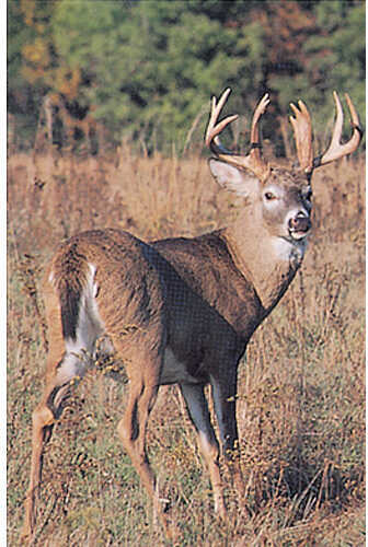 Delta Tru-Life Big 4 Deer Target - Quartering