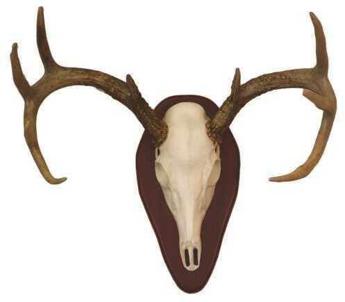 Hunter Specialties Mount Kit Half Skull Deer Cherry Model: 01637