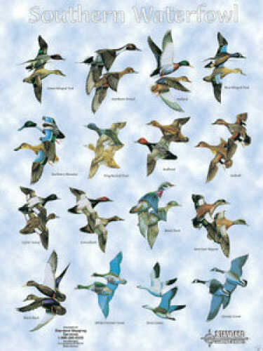 Standard Duck Chart Southern Water Fowl Md#: Dc001