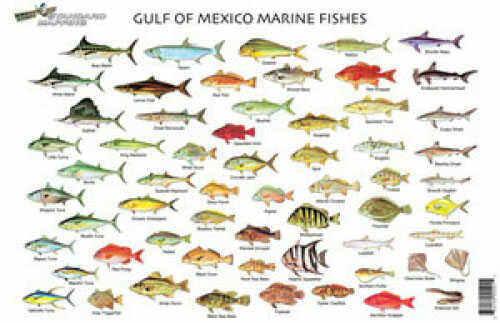 Standard Fish Chart Gulf Of Mexico Md#: FC001