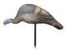 New To The Pretty Boy® Series Is Pretty Mama, a Realistic Feeding Hen Decoy. This Decoy Is Sure To Catch That Tom's Attention And Put Him at Ease, Drawing Him Into Your Hunting Site. The Unique Carvin...