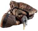 Avian-X Lcd - Feeder Hen Turkey Decoy