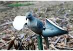 Wind driven spinning wing decoys are popular in some areas especially where motorized decoys are not allowed. MOJO is the world leader in such decoys and now offers their popular dove decoy in a air d...