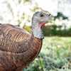 Primos Photoform Leading Hen Turkey Decoy