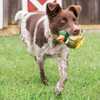 Dogs love the Sportsmen Squeeze Meeze latex toys! These entertaining toys will keep your dog occupied for continuous playtime fun. Squeeze the middle for a great squeak and watch as its features exten...