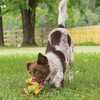 Dogs love the Sportsmen Squeeze Meeze latex toys! These entertaining toys will keep your dog occupied for continuous playtime fun. Squeeze the middle for a great squeak and watch as its features exten...