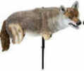 Edge Yote Coyote Decoy Life-Sized Lightweight - Gives The a Sense Of Ease Seeing Another