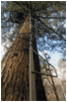 Summit TreestAnds SwifTree Climbing Stick 82001 SwifTree Climbing Sticks Are Easy To Use, versitile And Durable. Three sections Allow You To Climb To 17 Feet. Features Tree Size: 8-30" Weight Limit: 2...