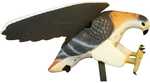 Mojo Hawk Decoy Model: HW4310