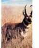 Martin Paper Targets Antelope