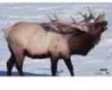 Martin Paper Targets Elk
