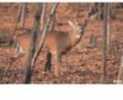 Full Color Target In Natural Setting, On 75 Lb. Paper, With vitals (Heart, Liver, Lung Lightly Indicated). 28" X 42". See Vendor Ad For pictures.