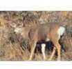 Delta Tru-Life Western Series Large Game - Mule Deer