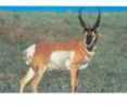 Delta Tru-Life Western Series Large Game - Antelope