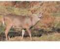 Delta Tru-Life Eastern Series Large Game - Deer Rut