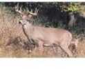 Delta Tru-Life Big 4 Deer Target -