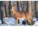 Big Four Series contains Four Superb phoTos Of Whitetail Deer at Different Angles For True-To-Life Practice. East Target features Lightly indicated Vital outlines including The Heart, Liver, And lungs...