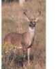 Delta Tru-Life Big 4 Deer Target - Boss