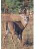 Big Four Series contains Four Superb phoTos Of Whitetail Deer at Different Angles For True-To-Life Practice. East Target features Lightly indicated Vital outlines including The Heart, Liver, And lungs...