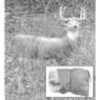 Photo Realistic Deer Decoy converts From Doe To Buck.