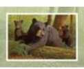 Reflective Art Note Cards - Bearly Keeping Up Whitetail