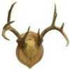 Quality Antler Mounting Kit That's Easy To Use And provides Professional results, Includes Everything Needed To Create Display, 9" X 12" Solid Wood Crest Plaque With Satin Lacquer Finish.