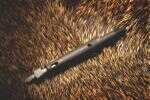 Thorn Expandable Crossbow Broadheads use patented “hidden blade” technology to achieve true field-point accuracy.  At impact, the Rip-Tip delivers bone-crushing penetration and deploys the hidden blad...