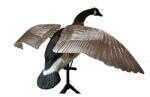 Lucky Duck Goose Flapper Canada Model: 21-10014-1