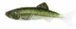 Keystone Jig Minnow may be the best lure for crappie and bream in the country! Photo-printed to duplicate the baitfish that pan fish naturally feed on, Keystone Jig Minnow™ is also deadly on bass and ...
