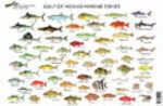 Standard Fish Chart Gulf Of Mexico Md#: FC001