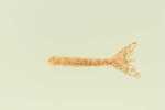 TTF Shiney Hiney Shrimp Tail 10Pk
