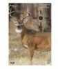 Birchwood Casey 35401 Pregame Hanging Paper 16.5" x 24" Deer Multi 3 Pack                                               