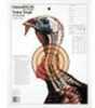 Champion Traps & Targets Life-Size Practice Turkey 12/Pack 45780