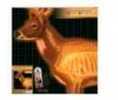 Champion Traps & Targets Deer X-Ray 25X25 6/Pack 45902
