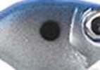 Sworming Hornet Fish Head Spin 1/4Oz 1Pk Aurora Blue Md#: 1182